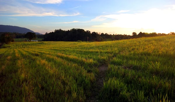sunset over the beautiful meadow
