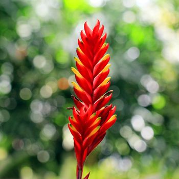 bromeliad or vriesea splendens flower