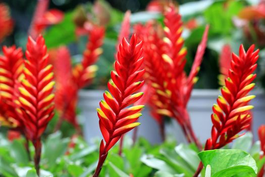 bromeliad or vriesea splendens flower