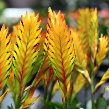 bromeliad or vriesea splendens flower
