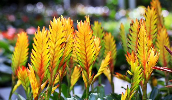 bromeliad or vriesea splendens flower