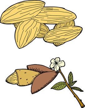 Hand drawn graphic of almonds and almond tree branch