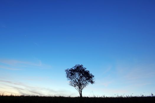 silhouette of lonely tree at twilight time