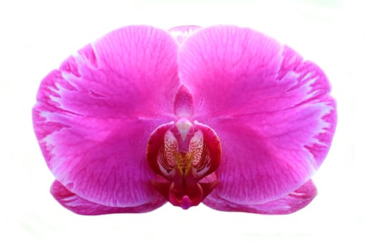 Blooming orchid isolated on white background