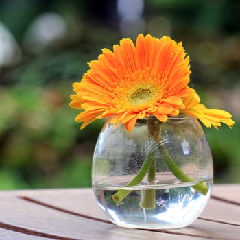 Beautiful gerbera or Barberton daisy flower