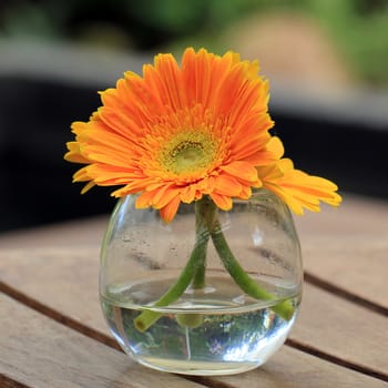 Beautiful gerbera or Barberton daisy flower