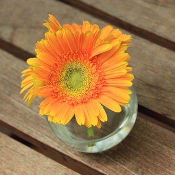Beautiful gerbera or Barberton daisy flower