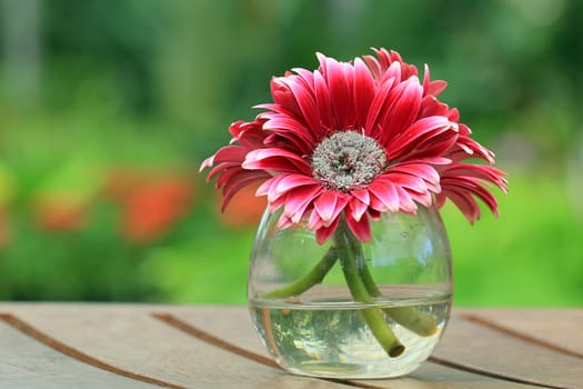 Beautiful gerbera or Barberton daisy flower