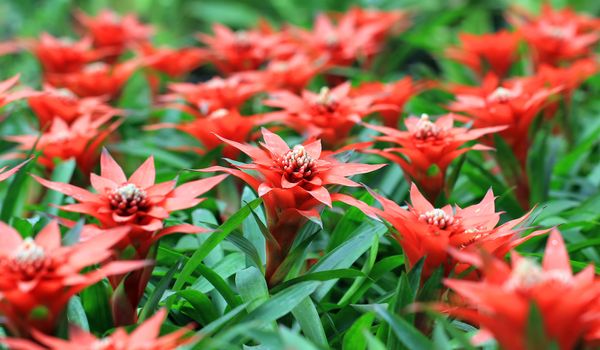 the beautiful guzmania magnifica flower