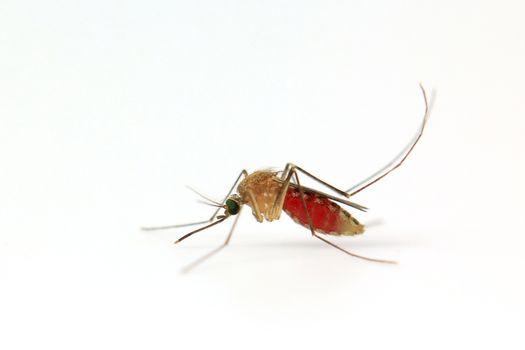 Mosquito isolated on white background