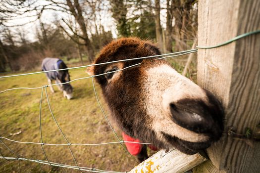 Close up of a donkey in a field
