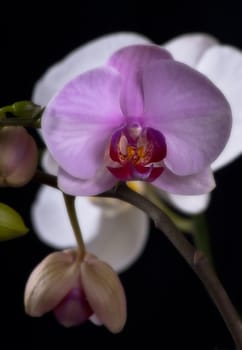 purple orchid close-up on a dark background