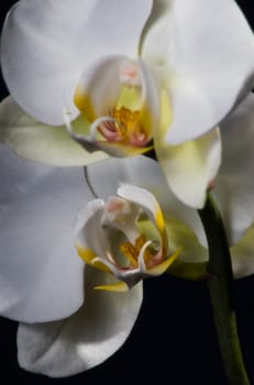 white orchid macro on a dark background