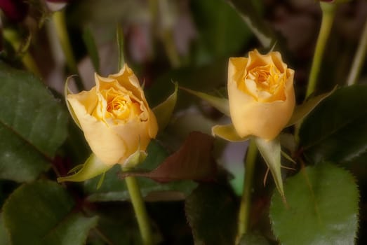 two yellow roses in close up