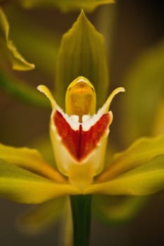 olive orchid flower close-up