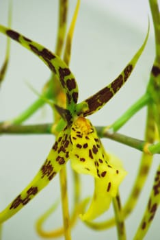 orchid brassia eternal clouse-up