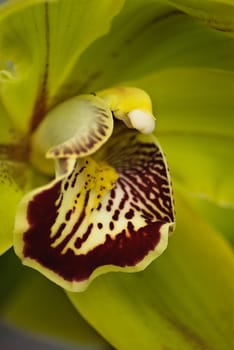 orchid cimbidium sparcie clouse-up