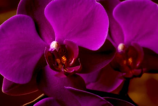 two 







purple orchid close-up