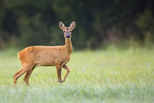 Beautiful roe-deer in the wild, in a clearing