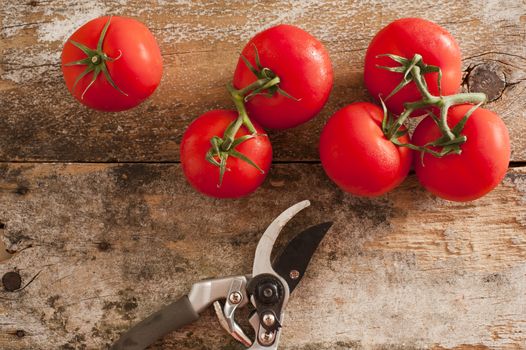 Garden fresh ripe red tomatoes picked from the vine lying on an old rustic wooden table with pruning shears or secateurs, overhead view