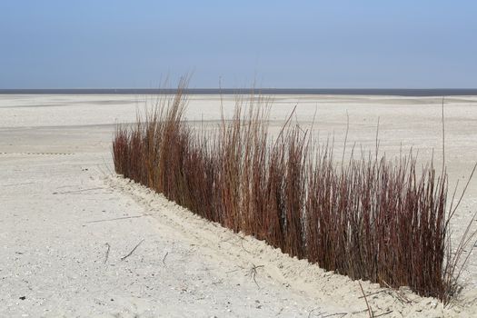 Brown Grass on the beach in De Cocksdorp - Texel