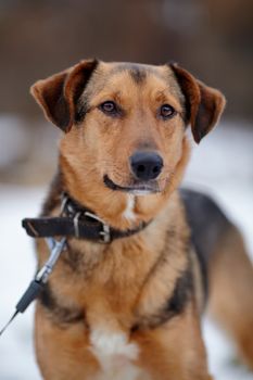 Portrait of a shaggy mongrel. Dog on snow.  Not purebred dog. Doggie on walk. The large not purebred mongrel.