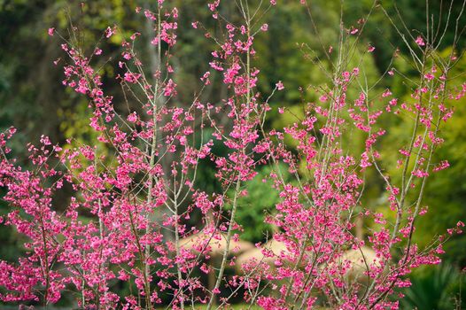 Himalayan Cherry (Prunus cerasoides) blooming at Doi Angkhang, Thailand. In Thailand we call 'Nang Paya Sua Krong' it mean 'Queen of royal tiger'