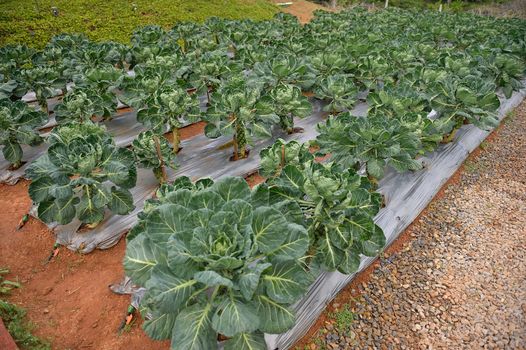 veggie plot in the garden at Doi Angkhang royal project, Chiangmai, Thailand.