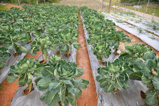 veggie plot in the garden at Doi Angkhang royal project, Chiangmai, Thailand.