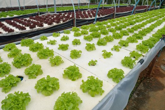 hydroponic farm at Doi Angkhang royal project, Chiangmai, Thailand.