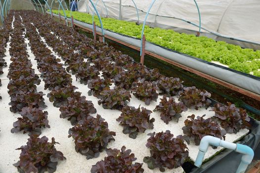 hydroponic farm at Doi Angkhang royal project, Chiangmai, Thailand.