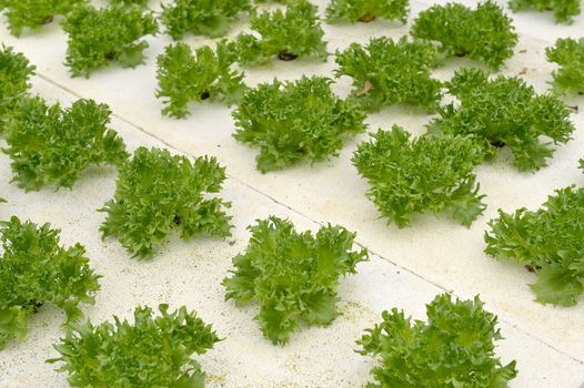 hydroponic farm at Doi Angkhang royal project, Chiangmai, Thailand.