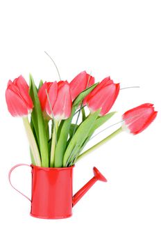 Bunch of Spring Red Tulips with Green Grass in Watering Can isolated on White background