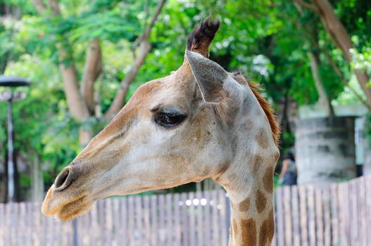 A Side of the giraffe