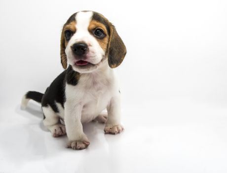 Beagle dog isolate and of white background