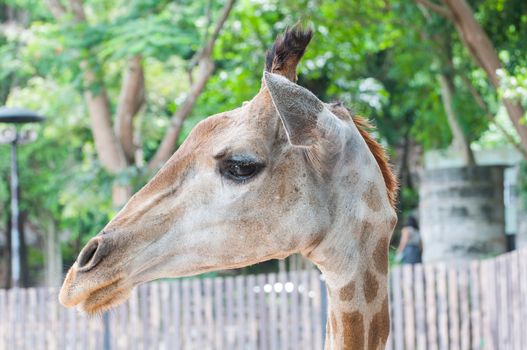 Giraffe head lateral in the zoo, thailand