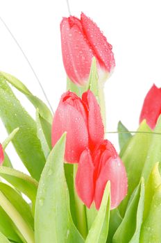 Arrangement of Beauty Spring Tulips between Green Leafs isolated on white background