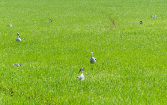 The Egret in green Cornfield, of Thailand