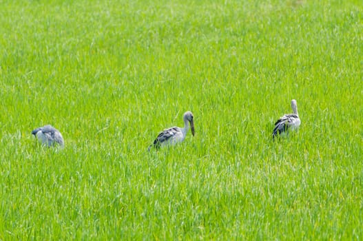 The Egret in green Cornfield, of Thailand