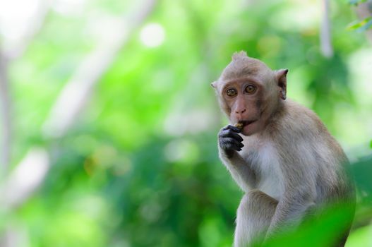 Monkey eating a banana on the tree