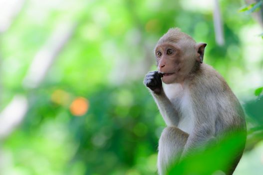Monkey eating a banana on the tree