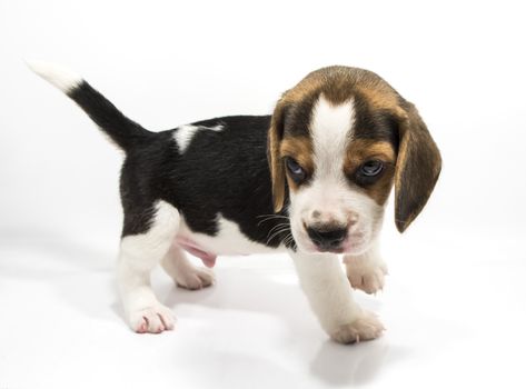 Beagle dog isolate and of white background