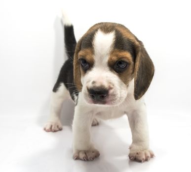 Beagle dog isolate and of white background