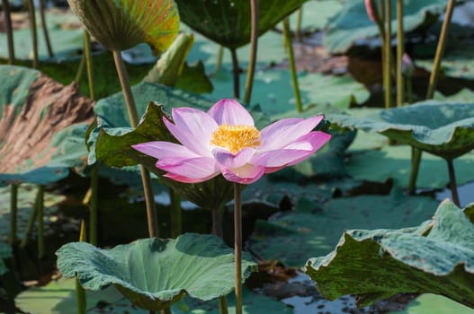 Pink lotus flowers blossoms flowers blooming on pond