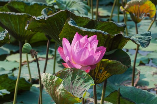 Pink lotus flowers blossoms flowers blooming on pond