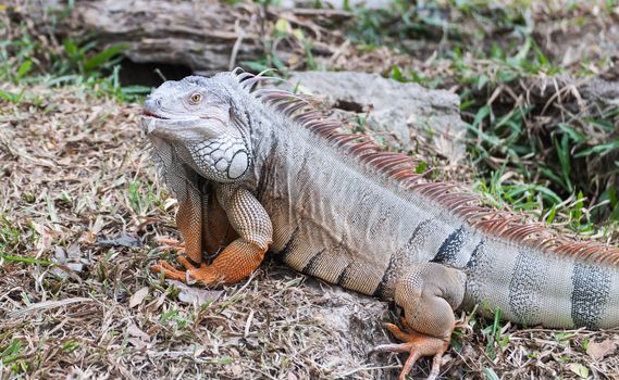 Big iguana reptile animals in the tropics ,Thailand