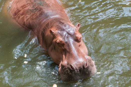 Hippo or Hippopotamus in the pool ,Thailand