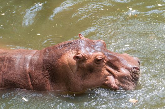 Hippo or Hippopotamus in the pool ,Thailand