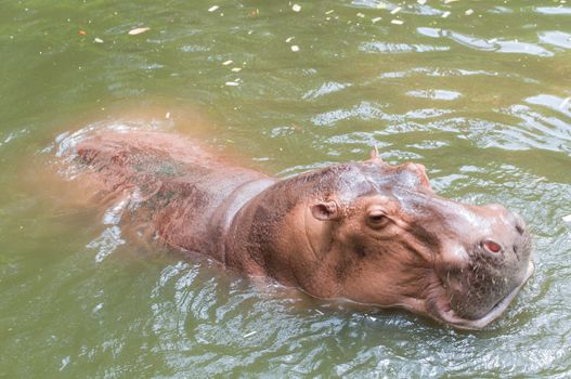 Hippo or Hippopotamus in the pool ,Thailand
