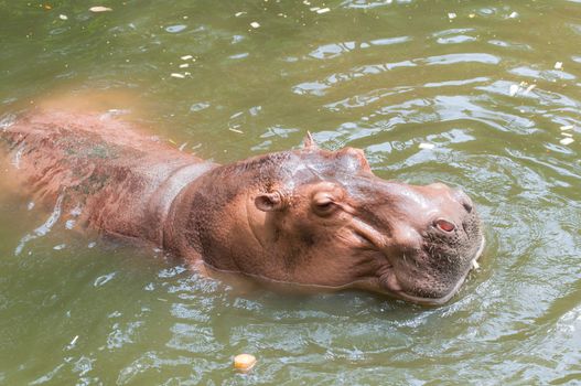 Hippo or Hippopotamus in the pool ,Thailand